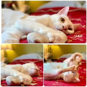 Meet your Posher, Caroline